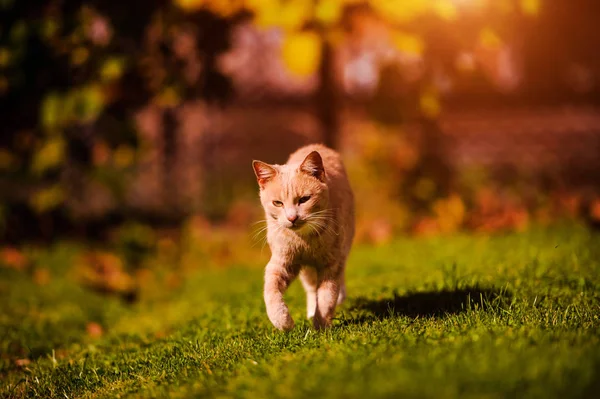 Yeşil çimenlerin üzerinde güzel kırmızı kedi. Yaz günü. — Stok fotoğraf