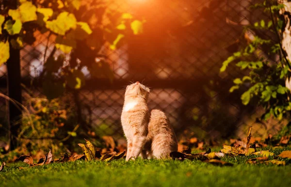 Mooie rode kat op groen gras. Zomerdag. — Stockfoto