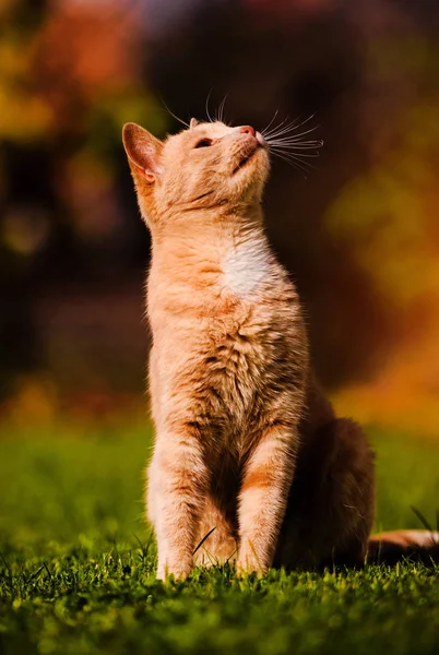 Gato vermelho bonito na grama verde. Dia de verão . — Fotografia de Stock