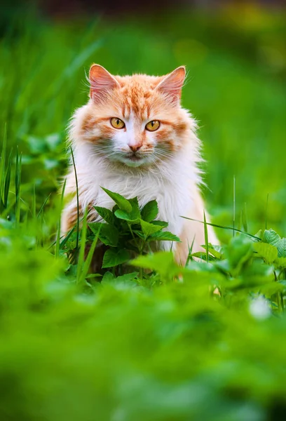 Красивая красная кошка на зеленой траве. Летний день . — стоковое фото