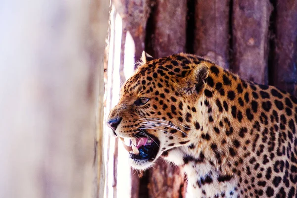 Портрет леопарда. Big Cat . — стоковое фото