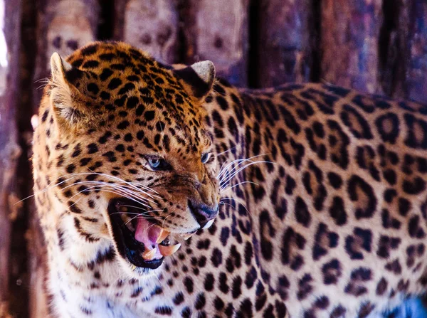 Retrato de um belo leopardo. Gato grande . — Fotografia de Stock