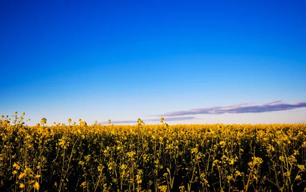 Campo di colza gialla alla luce del sole. Ubicazione luogo rurale di Ucraina — Foto Stock