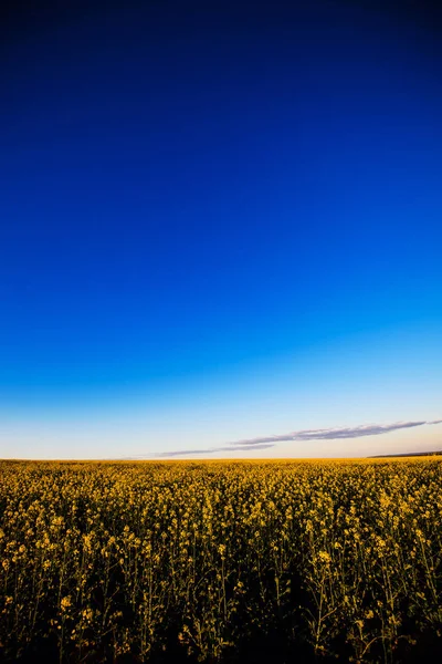 Campo de canola amarelo à luz do sol. Localização lugar rural da Ucrânia — Fotografia de Stock