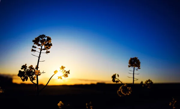 Gelbes Rapsfeld im Sonnenlicht. Lage ländlicher Ort der Ukraine — Stockfoto