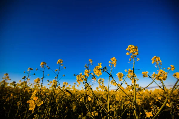 Gele canola veld in zonlicht. Locatie landelijke plaats van Oekraïne — Stockfoto