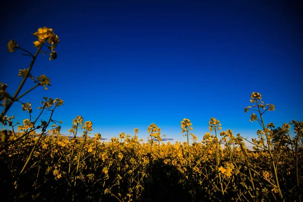 Campo de canola amarillo a la luz del sol. Ubicación lugar rural de Ucrania —  Fotos de Stock