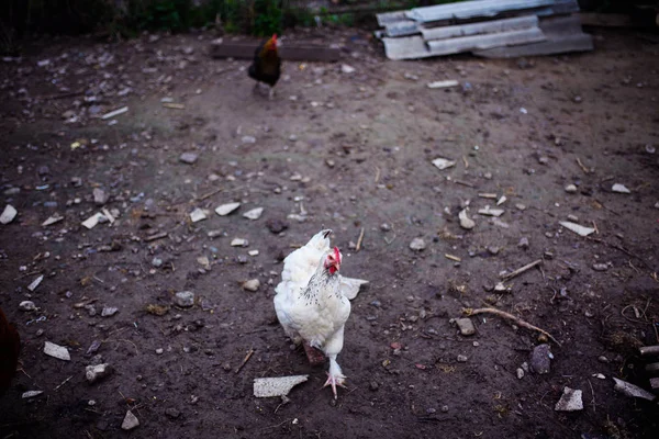 Kurczak na farmie. Hens wypas na zielonej łące — Zdjęcie stockowe