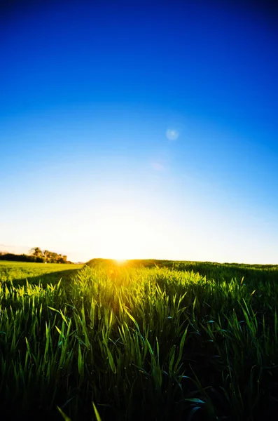 Grüne Wiese unter blauem Himmel mit Wolken. schöne Natur Sonnenuntergang — Stockfoto