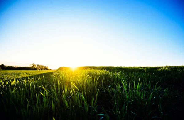 Grüne Wiese unter blauem Himmel mit Wolken. schöne Natur Sonnenuntergang — Stockfoto