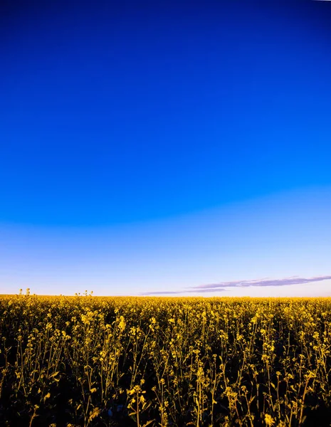 Gebied van geel koolzaad tegen de blauwe hemel — Stockfoto