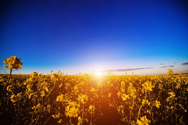 Gelber Raps gegen den blauen Himmel — Stockfoto