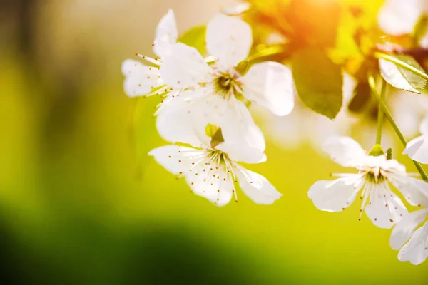 Giardino di mele, fiore su albero. Frutteto fiorito in primavera . — Foto Stock