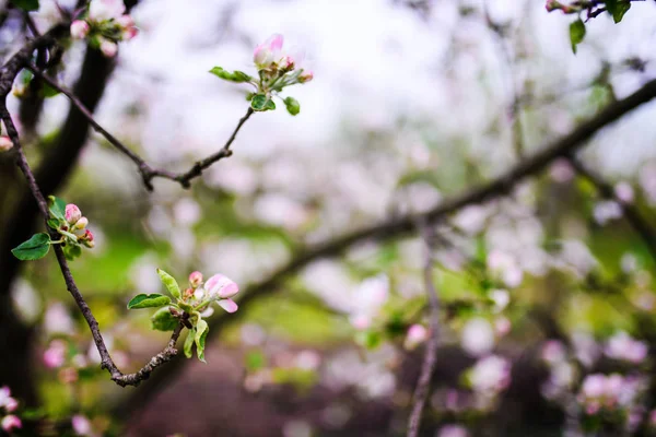 Apple garden, blossom on tree, spring time — Stock Photo, Image