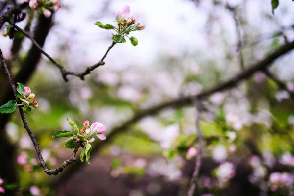 Apple garden, blossom on tree, spring time — Stock Photo, Image