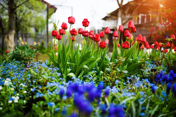 Group of colorful tulip. Flower tulip lit by sunlight in the flo