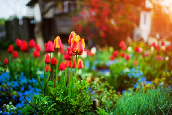 Group of colorful tulip. Flower tulip lit by sunlight in the flo