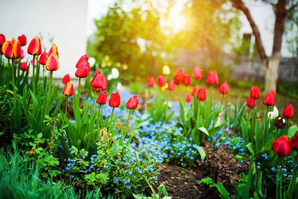 Group of colorful tulip. Flower tulip lit by sunlight in the flo