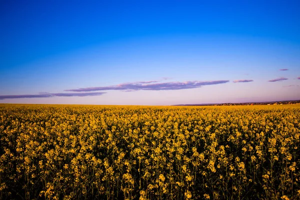 Campo de canola amarillo a la luz del sol. Ubicación lugar rural de Ucrania —  Fotos de Stock