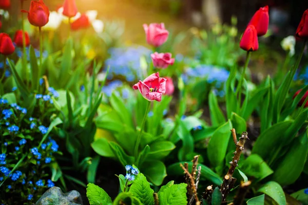 Group of colorful tulip. Flower tulip lit by sunlight in the flo