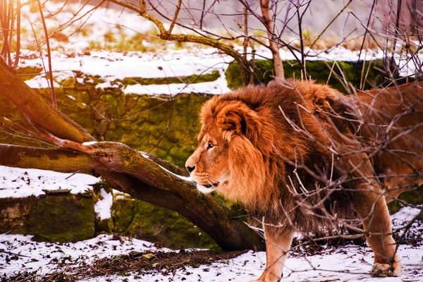 Krásné mocného lva — Stock fotografie