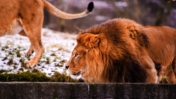 Mooie machtige Lion — Stockfoto