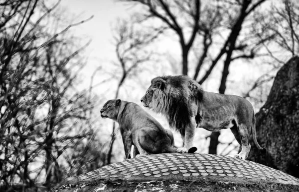 Beautiful Mighty Lion — Stock Photo, Image