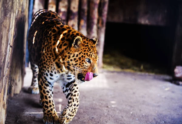 Porträtt av en vacker leopard — Stockfoto