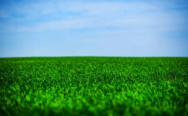 Green meadow under blue sky with clouds — Stock Photo, Image