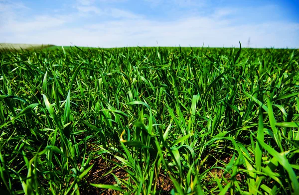 Prato verde sotto il cielo blu con nuvole — Foto Stock