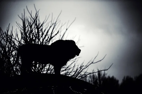 Beautiful Mighty Lion. Black and white image. — Stock Photo, Image