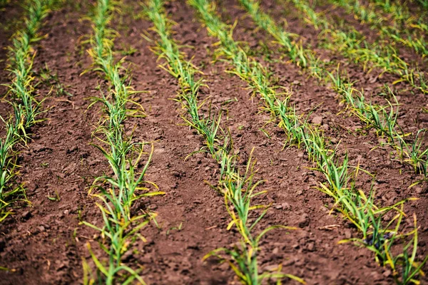 Piantagione di aglio coltivata biologicamente — Foto Stock