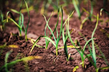 organik ekili sarımsak ekimi