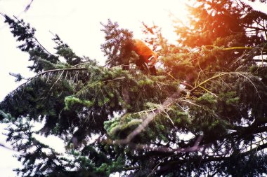 Red Panda (Ailurus fulgens portresi )