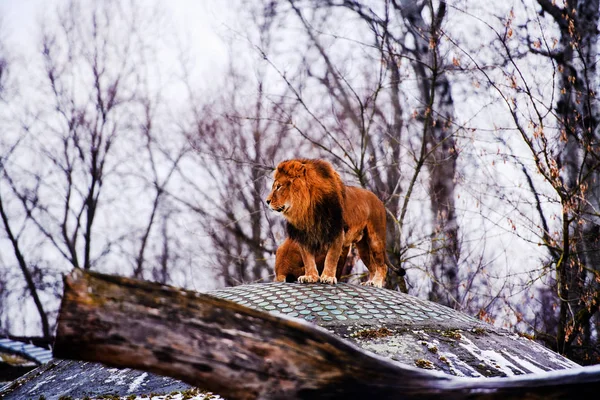 Beautiful Mighty Lion — Stock Photo, Image