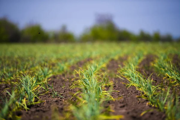 Καλλιέργειες σκόρδων βιολογικής καλλιέργειας — Φωτογραφία Αρχείου