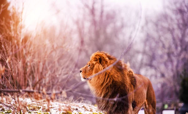 Hermoso león poderoso —  Fotos de Stock