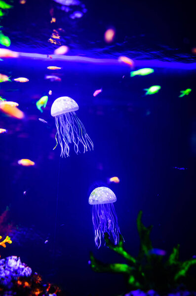 Beautiful jellyfish, medusa in the neon light with the fishes. A