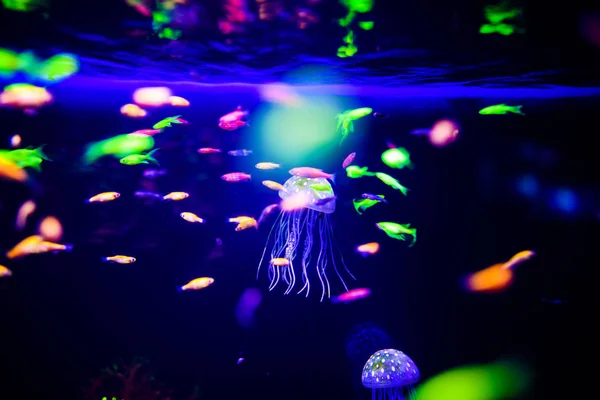 Beautiful jellyfish, medusa in the neon light with the fishes. A — Stock Photo, Image
