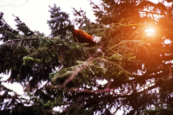 Retrato de un panda rojo (Ailurus fulgens  ) — Foto de Stock