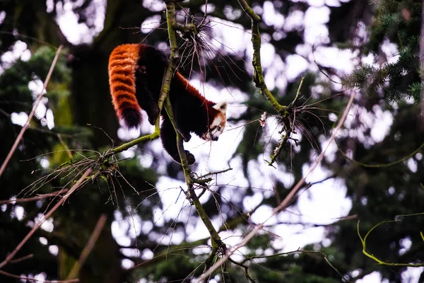 Porträt eines Roten Pandas (ailurus fulgens) ) — Stockfoto