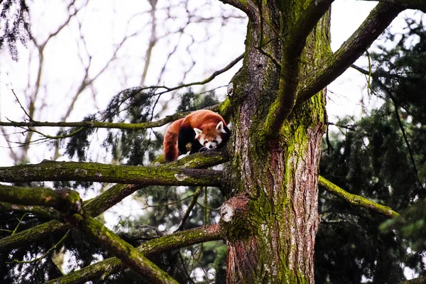 Portrait d'un panda rouge (Ailurus fulgens)  ) — Photo