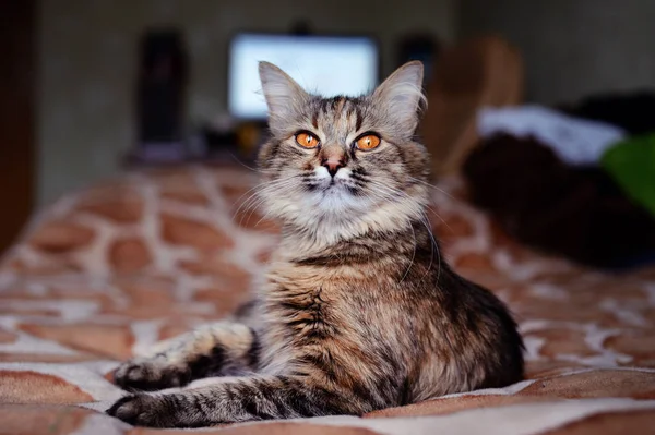 Hermoso gato en casa. Ojos verdes . —  Fotos de Stock