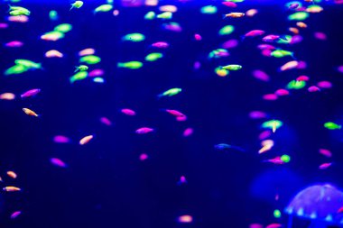 Güzel denizanası, medusa neon ışık ile balıkçı. A