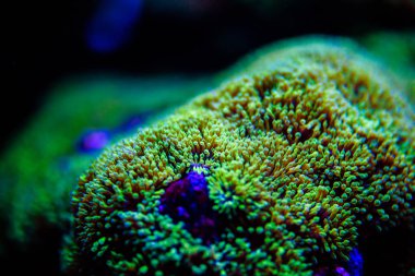 Harika ve güzel sualtı dünya mercan ve tropica