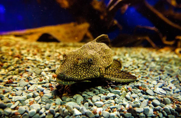 サンゴとトロの素晴れらしい、美しい水中世界 — ストック写真