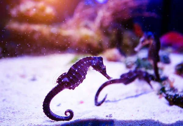 サンゴとトロの素晴れらしい、美しい水中世界 — ストック写真