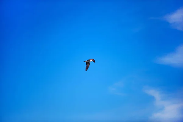 Gaviota volando en el cielo azul soleado sobre la costa de Black Se — Foto de Stock