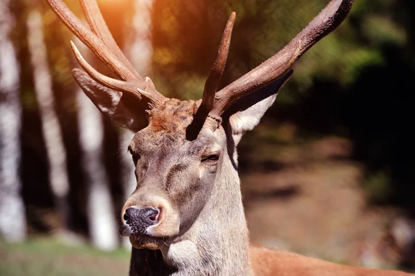 Portrét zábavného červeného jelena v podzimní les — Stock fotografie