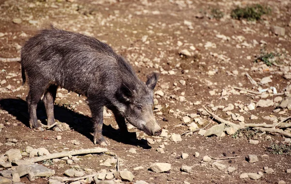 Wild boar in forest. Summer day. Wild animals — Stock Photo, Image